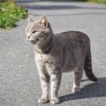 How to Find a Lost Cat: Effective Strategies That Work | Omnia Pet