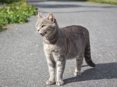 How to Find a Lost Cat: Effective Strategies That Work | Omnia Pet