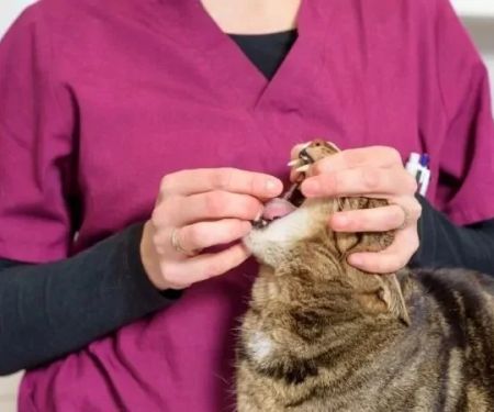 How to Give a Pill to a Cat: Stress-Free Techniques That Work