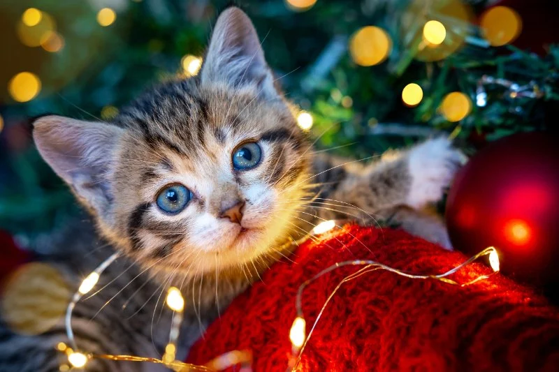 The Pros and Cons of Getting a Kitten for Christmas: A Holiday Pet Decision