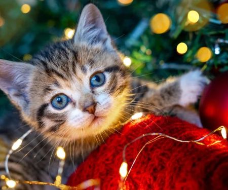 The Pros and Cons of Getting a Kitten for Christmas: A Holiday Pet Decision