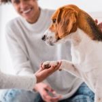 How to Introduce a New Puppy to Your Resident Cat: A Step-by-Step Guide