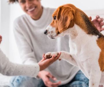 How to Introduce a New Puppy to Your Resident Cat: A Step-by-Step Guide