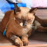 A Guide to Feline Cancer: Common Types and Symptoms