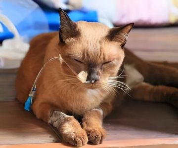 A Guide to Feline Cancer: Common Types and Symptoms