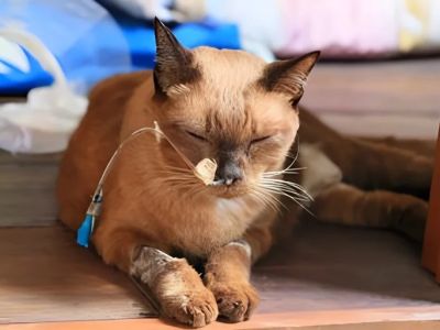 A Guide to Feline Cancer: Common Types and Symptoms