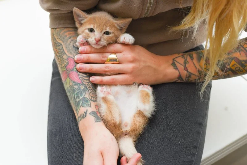 How to Tell if Your Kitten is a Boy or Girl Accurately