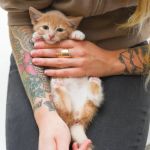 How to Tell if Your Kitten is a Boy or Girl Accurately