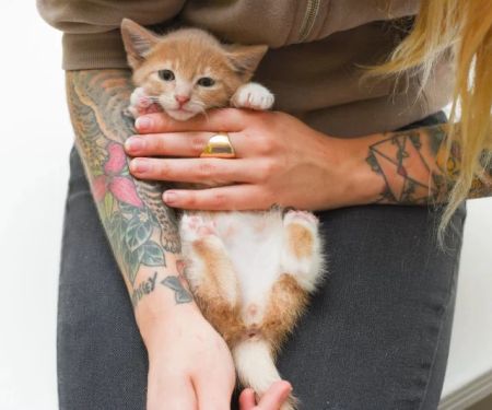 How to Tell if Your Kitten is a Boy or Girl Accurately