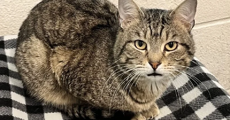 The Best Safe Spaces for a Shy or Scared Kitten: Create a Comforting Environment