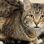 The Best Safe Spaces for a Shy or Scared Kitten: Create a Comforting Environment