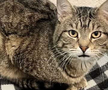 The Best Safe Spaces for a Shy or Scared Kitten: Create a Comforting Environment