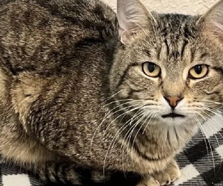 The Best Safe Spaces for a Shy or Scared Kitten: Create a Comforting Environment