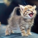 Why Is My Kitten Meowing So Much? Demands and Communication