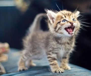 Why Is My Kitten Meowing So Much? Demands and Communication