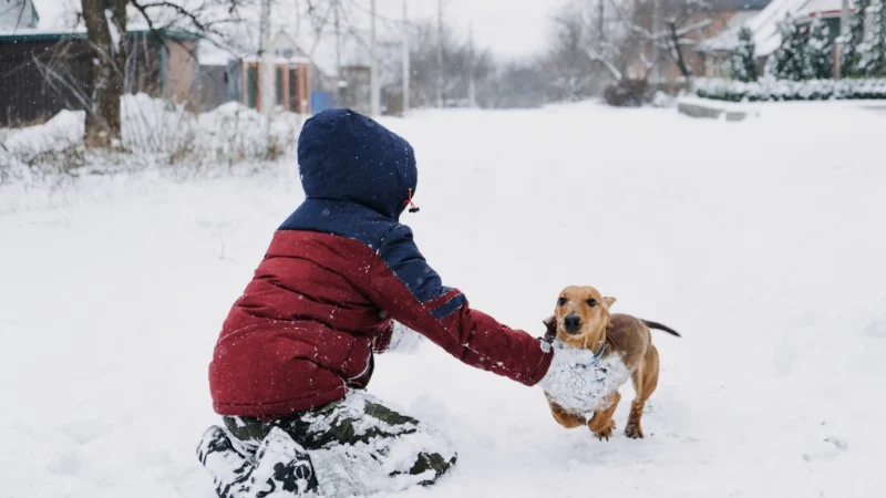 How to Make Pet-Friendly Ice Melt for Your Sidewalk | Omnia Pet