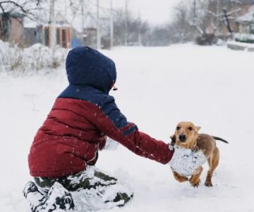 How to Make Pet-Friendly Ice Melt for Your Sidewalk | Omnia Pet