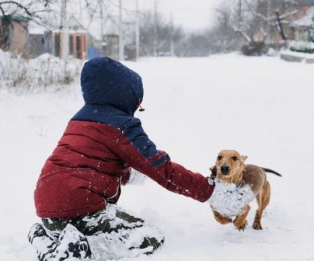 How to Make Pet-Friendly Ice Melt for Your Sidewalk | Omnia Pet