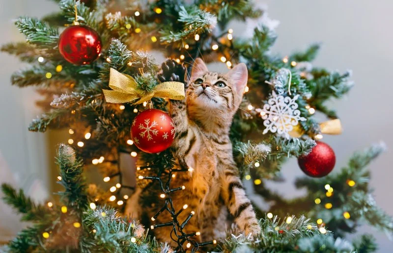 The Pros and Cons of Getting a Kitten for Christmas