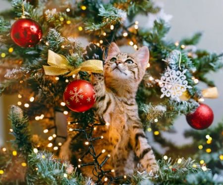 The Pros and Cons of Getting a Kitten for Christmas