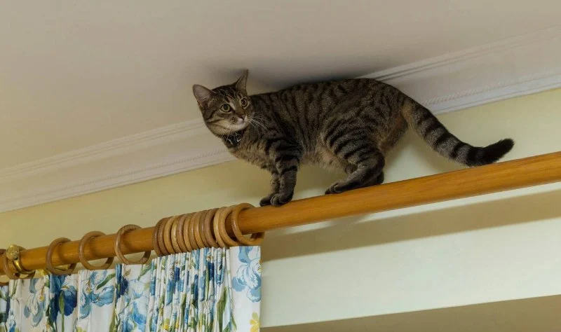 How to Stop Your Kitten from Climbing Your Curtains