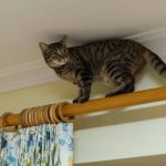 How to Stop Your Kitten from Climbing Your Curtains