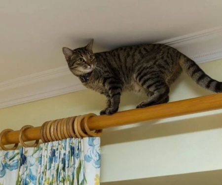 How to Stop Your Kitten from Climbing Your Curtains