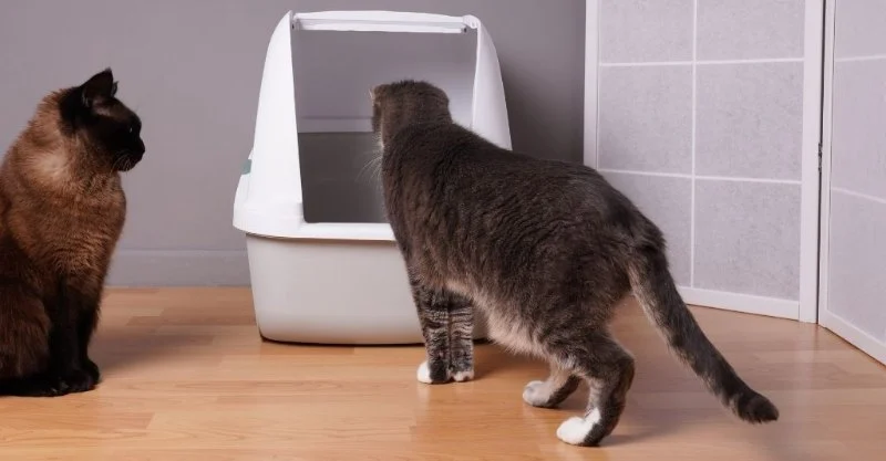 How to Stop Your Kitten from Eating Their Own Poop