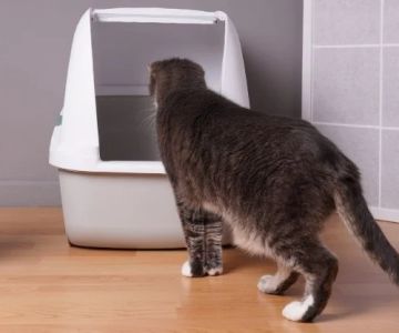 How to Stop Your Kitten from Eating Their Own Poop