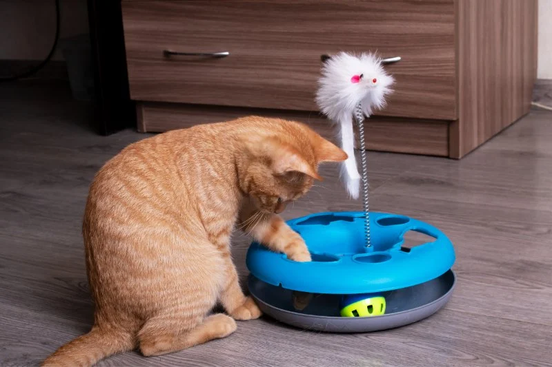 The Best Interactive Toys for a Single Kitten's Development