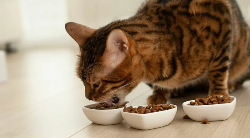 The Best Diet for a Bengal Kitten's Wild Ancestry: A Complete Guide