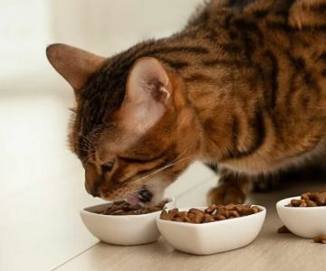 The Best Diet for a Bengal Kitten's Wild Ancestry: A Complete Guide