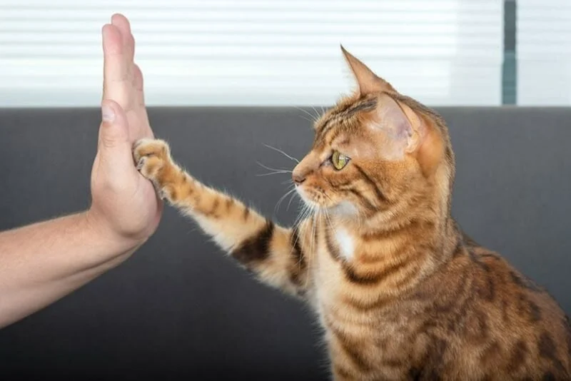 How to Teach Your Cat to High-Five and Other Tricks: A Fun Guide