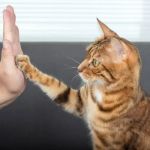 How to Teach Your Cat to High-Five and Other Tricks: A Fun Guide