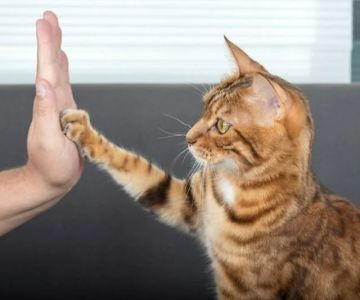 How to Teach Your Cat to High-Five and Other Tricks: A Fun Guide