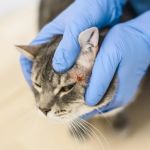 Why Does My Kitten Have a Bald Spot?