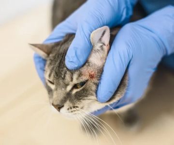 Why Does My Kitten Have a Bald Spot?