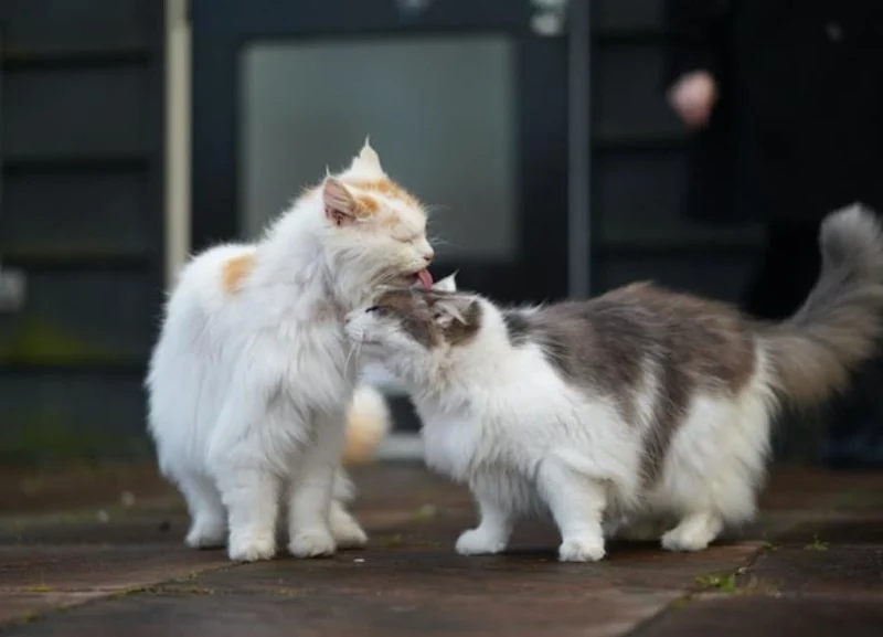 The Pros and Cons of Getting a Second Cat: What U.S. Pet Owners Should Know