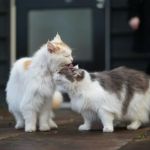 The Pros and Cons of Getting a Second Cat: What U.S. Pet Owners Should Know