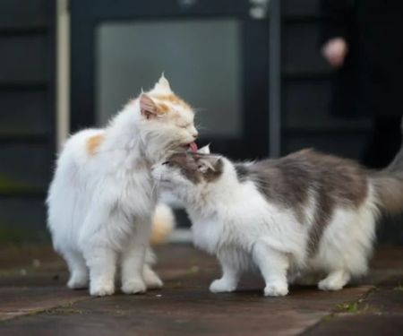 The Pros and Cons of Getting a Second Cat: What U.S. Pet Owners Should Know