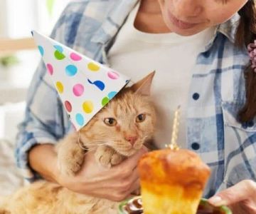 The Best Ways to Celebrate Your Cat's Birthday - Fun and Creative Ideas