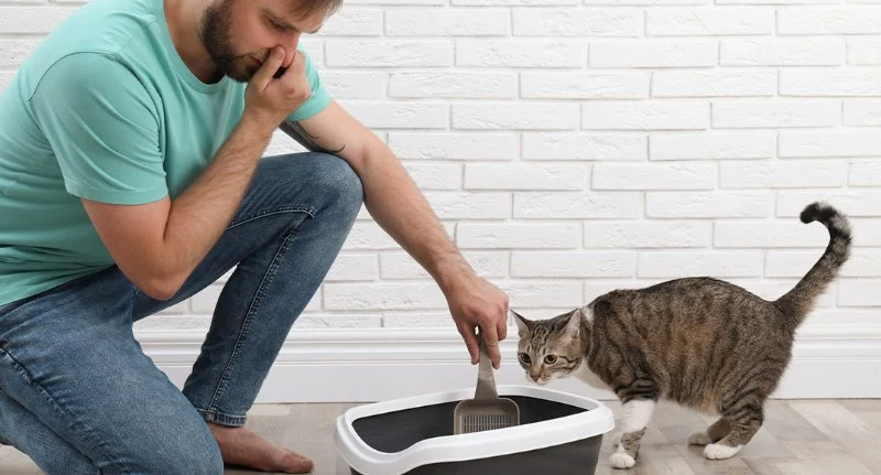 How to Keep Your Cat's Litter Box from Smelling