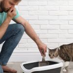 How to Keep Your Cat's Litter Box from Smelling