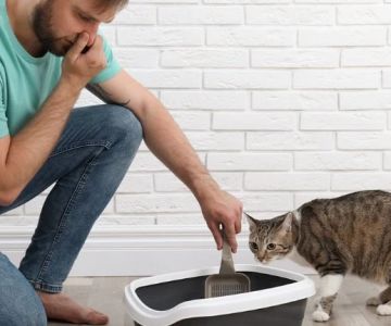 How to Keep Your Cat's Litter Box from Smelling