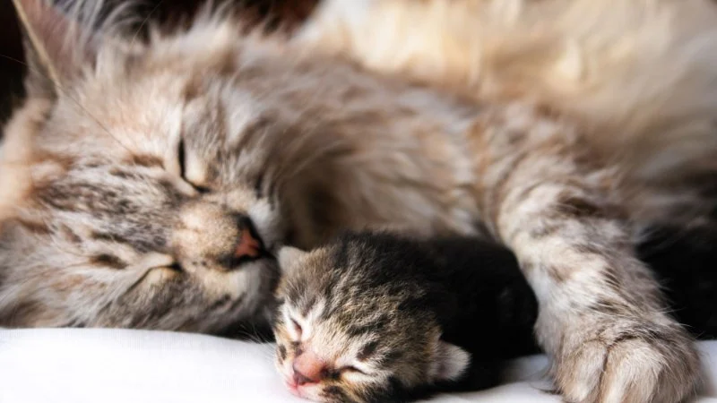 The Science of a Kitten's Immune System Development