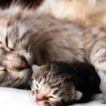 The Science of a Kitten's Immune System Development