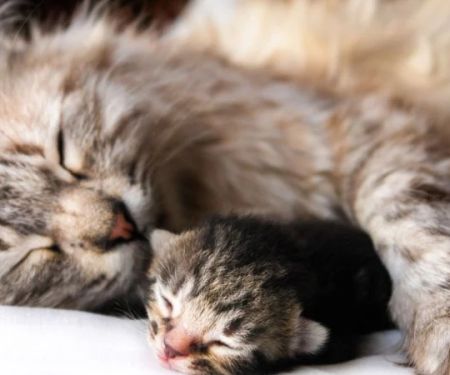 The Science of a Kitten's Immune System Development