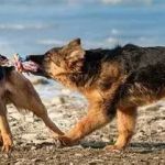 The Top 10 Most Trainable Dog Breeds