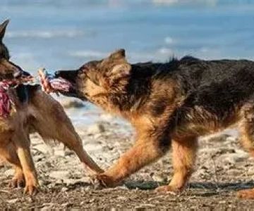 The Top 10 Most Trainable Dog Breeds