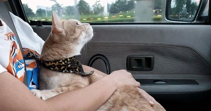 How to Stop Your Kitten from Getting Car Sick